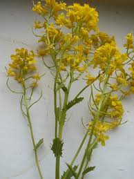 Attēlu rezultāti vaicājumam “Barbarea vulgaris subsp. arcuata flower”