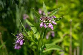 Image result for Symphytum officinale