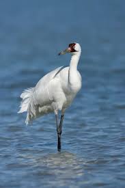 Attēlu rezultāti vaicājumam “Grus grus adult”