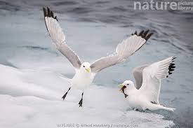 Attēlu rezultāti vaicājumam “Rissa tridactyla”