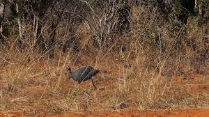 Attēlu rezultāti vaicājumam “Numida meleagris adult”