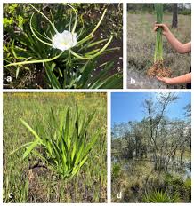 Attēlu rezultāti vaicājumam “Silene tatarica bud”