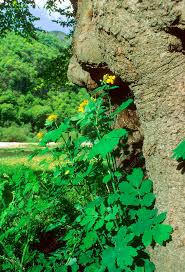 Image result for Chelidonium majus