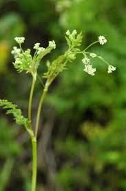 Attēlu rezultāti vaicājumam “Anthriscus”