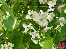 Attēlu rezultāti vaicājumam “Catalpa ovata flower”