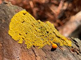 Attēlu rezultāti vaicājumam “Badhamia capsulifera macro”