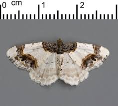 Attēlu rezultāti vaicājumam “Ligdia adustata”