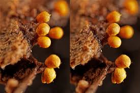 Attēlu rezultāti vaicājumam “Trichia varia macro”