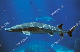 Image result for Acipenser fulvescens