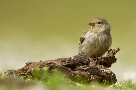 Image result for Carduelis citrinella