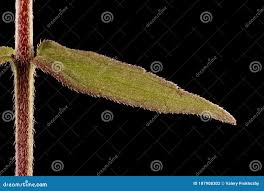 Attēlu rezultāti vaicājumam “Odontites vulgaris leaf”