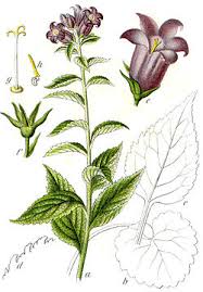 Image result for Campanula strigosa