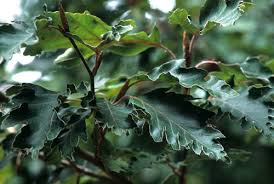 Attēlu rezultāti vaicājumam “Fagus sylvatica fo. laciniata leaf”