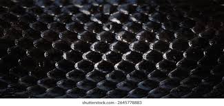 Image result for reptile scales
