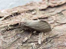 Attēlu rezultāti vaicājumam “Hepialus lupulinus”