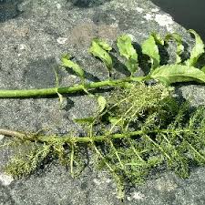 Attēlu rezultāti vaicājumam “Sium latifolium leaf”