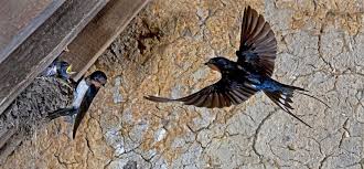 Attēlu rezultāti vaicājumam “Hirundinidae”