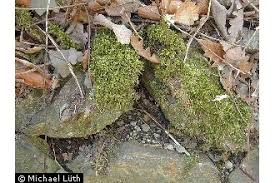 Attēlu rezultāti vaicājumam “Brachythecium rutabulum”