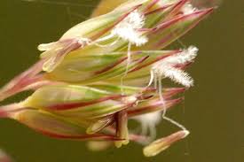 Attēlu rezultāti vaicājumam “Phalaroides arundinacea fruit”