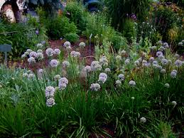 Image result for Allium tuberosum
