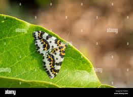 Attēlu rezultāti vaicājumam “Abraxas grossulariata imago”