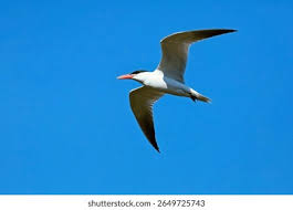 Attēlu rezultāti vaicājumam “Hydroprogne caspia”