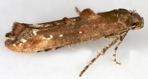 Attēlu rezultāti vaicājumam “Epermeniidae”