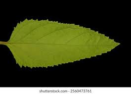 Attēlu rezultāti vaicājumam “Scrophularia nodosa leaf”