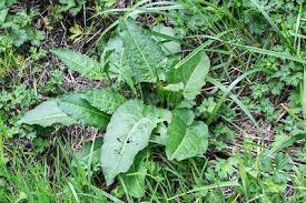 Attēlu rezultāti vaicājumam “Rumex obtusifolius”