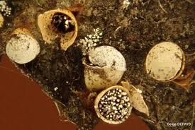 Attēlu rezultāti vaicājumam “Craterium minutum spores”