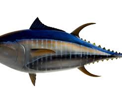 Image result for giant tuna