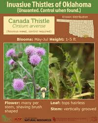 Attēlu rezultāti vaicājumam “Cirsium arvense leaf”