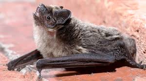 Attēlu rezultāti vaicājumam “Vespertilio murinus”