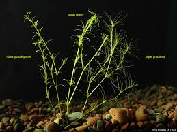 Attēlu rezultāti vaicājumam “Najas minor leaf”