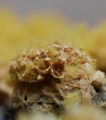 Attēlu rezultāti vaicājumam “Trichia contorta macro”