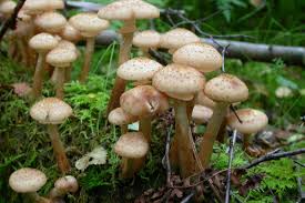 Attēlu rezultāti vaicājumam “Armillaria sp.”