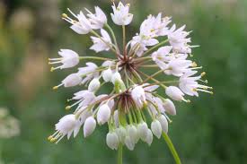 Attēlu rezultāti vaicājumam “Allium cepa flower”