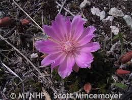 Attēlu rezultāti vaicājumam “Libanotis montana flower”
