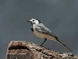 Attēlu rezultāti vaicājumam “Motacilla alba adult”