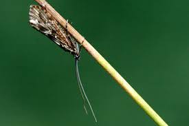 Attēlu rezultāti vaicājumam “Phryganeidae”