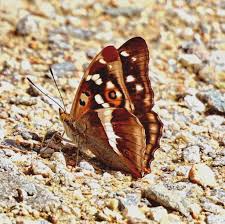 Attēlu rezultāti vaicājumam “Apatura iris”