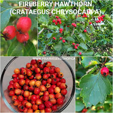 Attēlu rezultāti vaicājumam “Crataegus chrysocarpa”