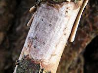 Attēlu rezultāti vaicājumam “Vuilleminia comedens”