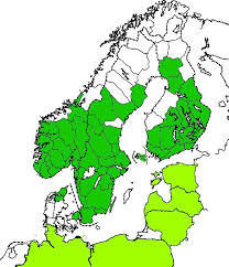 Attēlu rezultāti vaicājumam “Cychramus variegatus”