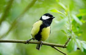 Attēlu rezultāti vaicājumam “Parus major”