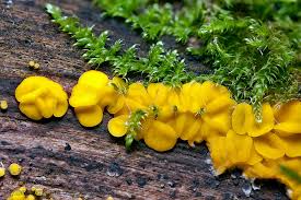 Attēlu rezultāti vaicājumam “Hymenoscyphus calyculus”