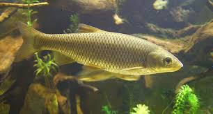 Image result for Squalius vardarensis