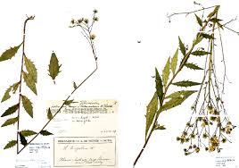 Attēlu rezultāti vaicājumam “Hieracium laevigatum”