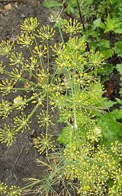 Attēlu rezultāti vaicājumam “Anethum graveolens”