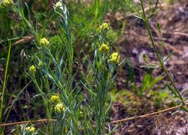 Attēlu rezultāti vaicājumam “Helichrysum arenarium bud”